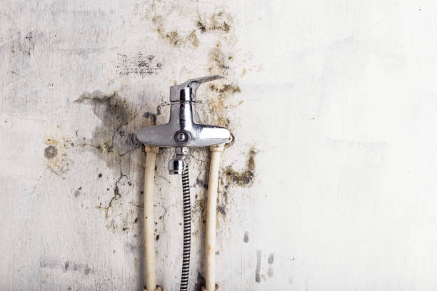 Best Local Mold Removal Service  in Topton, PA
