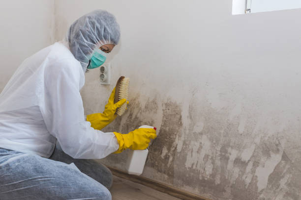 Best Residential Mold Removal  in Topton, PA