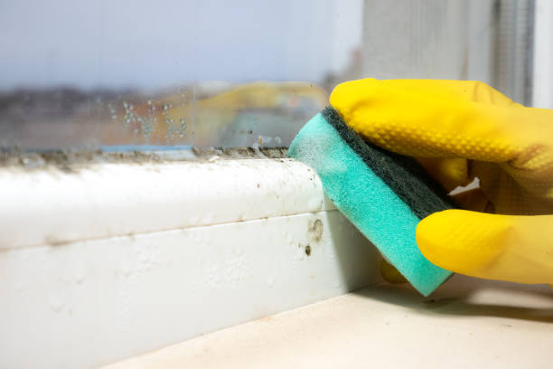 Best Mold Remediation  in Topton, PA