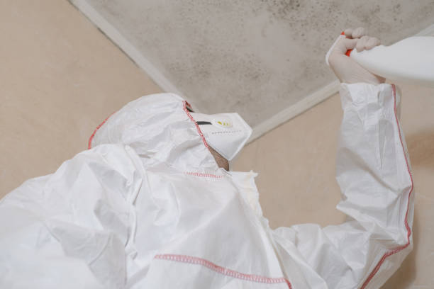 Best Local Mold Removal Service  in Topton, PA