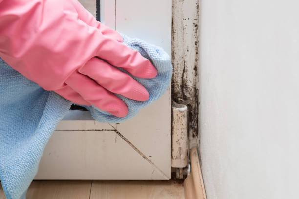 Best Emergency Mold Removal  in Topton, PA